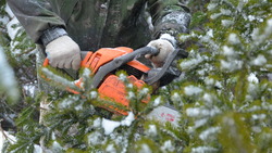 Более семи тысяч елок срубят к Новому году в Сахалинской области