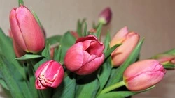 Депутат Госдумы от Сахалина обратился к островным женщинам 8 марта