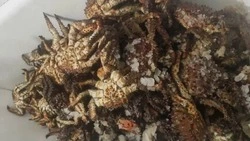 «Итог — около 100 штук»: жители Сахалина похвастались кадрами с крабалки