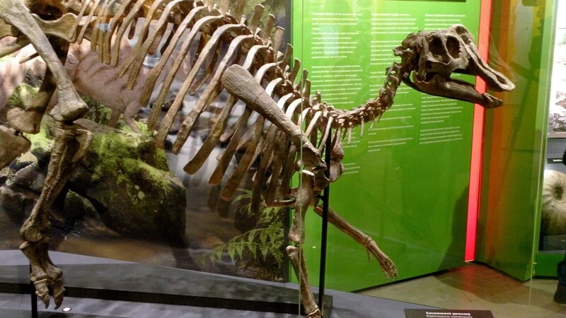 Динозавр собрал аншлаг в Сахалинском краеведческом музее