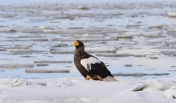 Птицы прилетели: какие крылатые посетили Сахалин и Курилы этой зимой