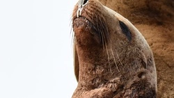 Запутанные сивучи: сахалинские защитники животных встретились с президентом