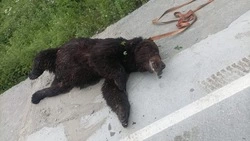 Взрослого медведя отстрелили на автобусной остановке близ Охотского 