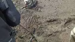 Голодный пес в Корсаковском районе пытался съесть козу живьем. Фото