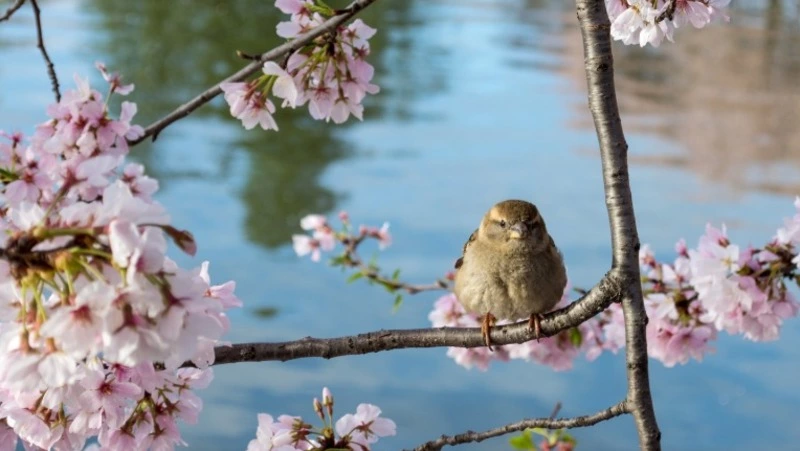 Международный день птиц 2025: история и традиции праздника, интересные факты