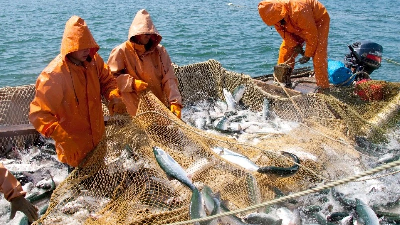 Прогноз по вылову горбуши перевыполнили на северо-западе Сахалина