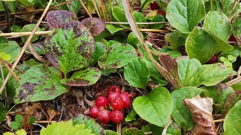 Топчут поляны и губят стебли: сахалинцы раньше срока ринулись за клоповкой