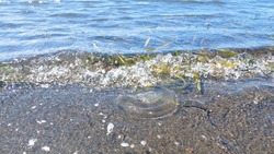 Живых медуз выбросило на побережье залива Анива на Сахалине