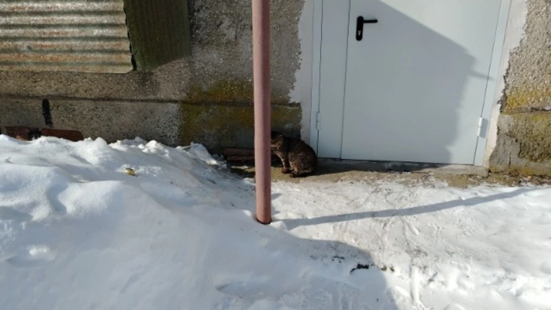 Бездомные коты мешают не меньше крыс жителям Корсаковского района