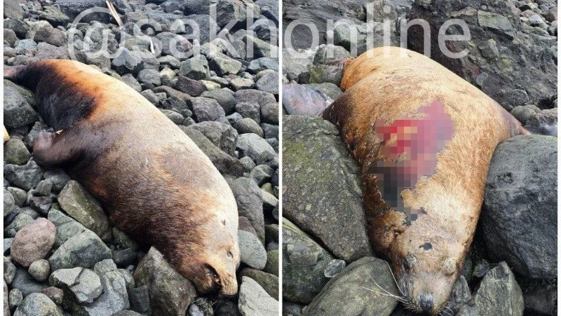 Пару мертвых сивучей обнаружили на берегу Шикотана