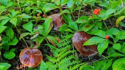 Несколько ведер грибов вынес мужчина из леса на севере Сахалина