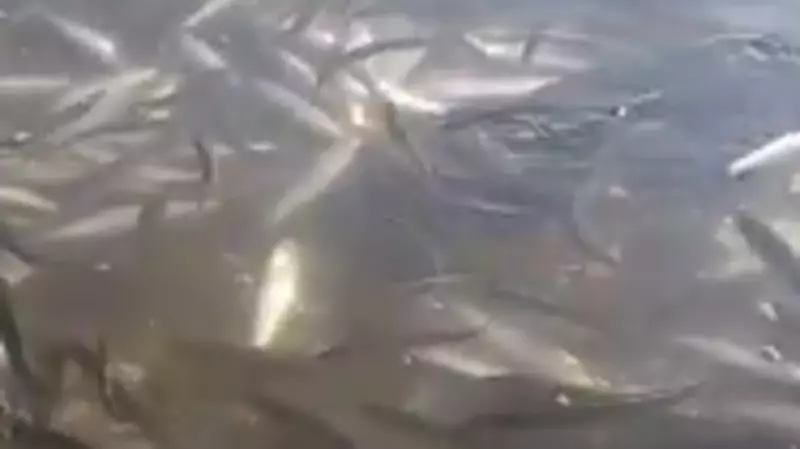 «Вся протока забита полностью». Берег Сахалина усыпало сельдью