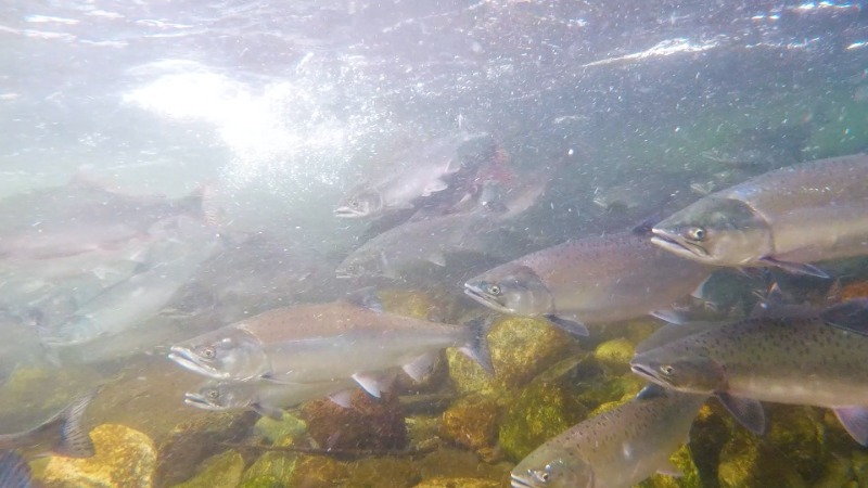 Реки, полные горбуши! Нерест лосося на Сахалине: новый выпуск «Краеведов»