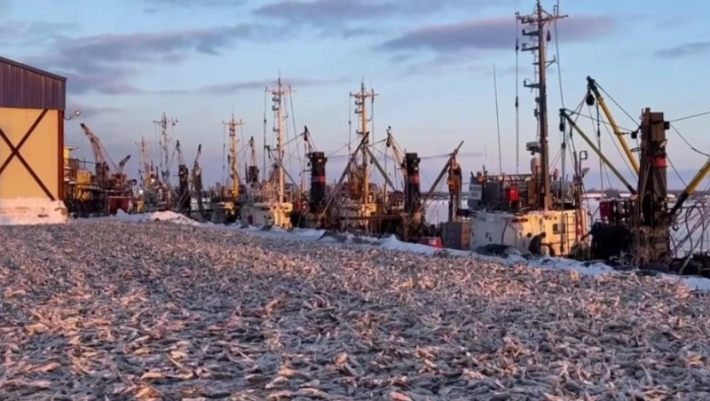 Продажа наваги началась в Поронайском районе