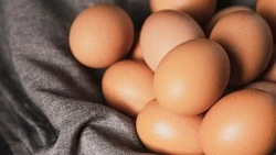 На Сахалине птицефабрика «Островная» взыскала миллион за недополученные яйца в период карантина 