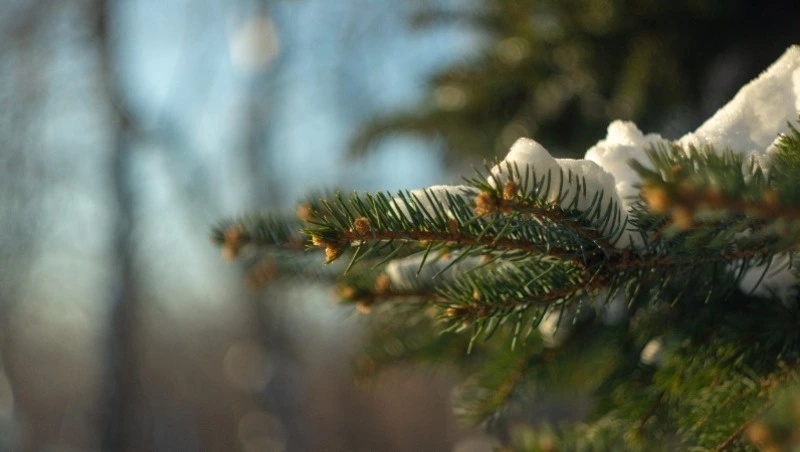 Более 29 млн деревьев планируют высадить на Сахалине за пять лет