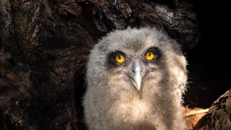 Иностранцы сняли красочный фильм о заповедной природе на Курилах