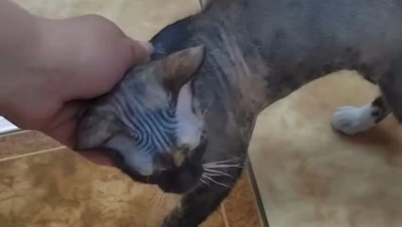 Жители Поронайска спасли выброшенного на произвол судьбы котенка породы сфинкс