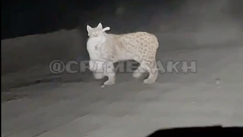 Мэрия не нашла подтверждений выхода рыси к людям в Ногликах