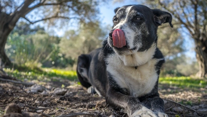 Жители Южно-Сахалинска оставили жалобы на агрессивных собак сразу на двух улицах