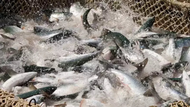 Сахалинские промысловики задали хороший темп в лососевой путине