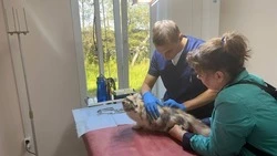 Узкие специалисты из Южно-Сахалинска приняли более 50 домашних животных в Углегорске