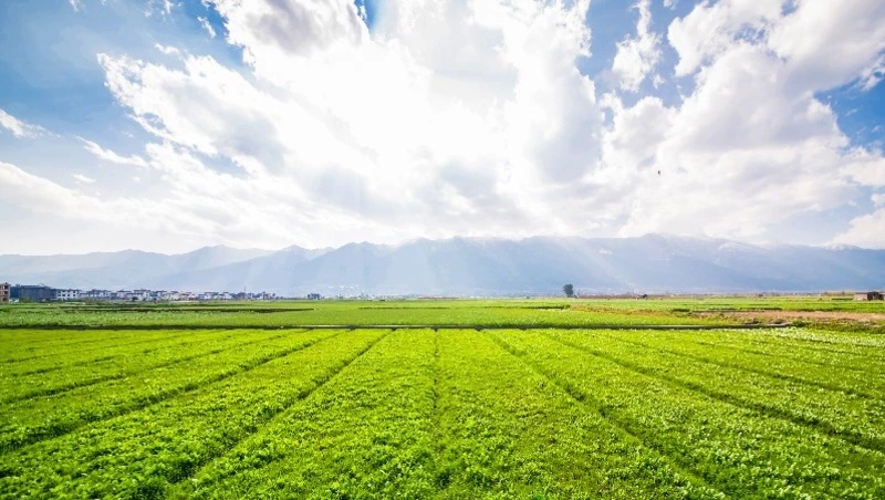 Госдума приняла закон об особых условиях сельхозстрахования МСП в ДФО