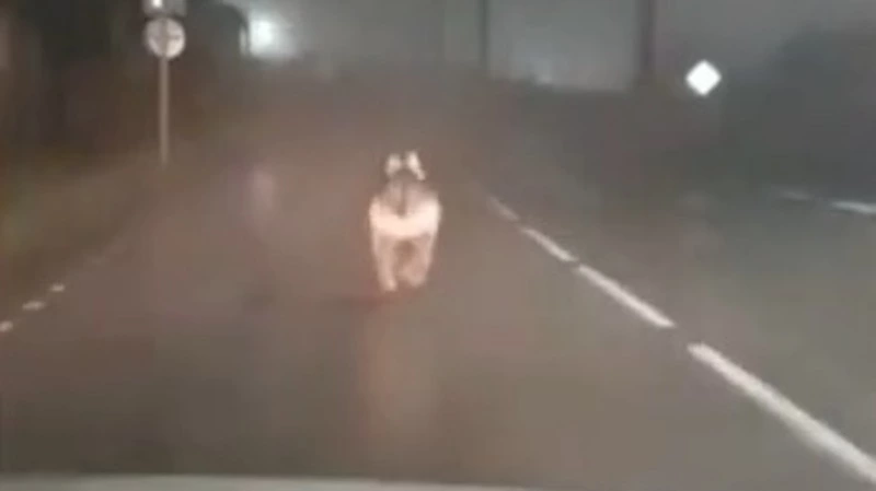 Жители Южно-Курильска гоняли испуганного медведя по дорогам поселка