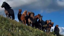 Табун диких лошадей заметили в окрестностях Крильонского полуострова 
