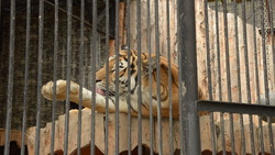 Любовь по ДНК: как сахалинскому тигру Амуру искали пару в полиции