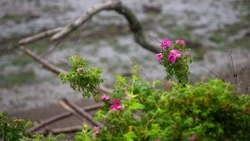 Облачную и теплую погоду прогнозируют в Южно-Сахалинске 21 июля 