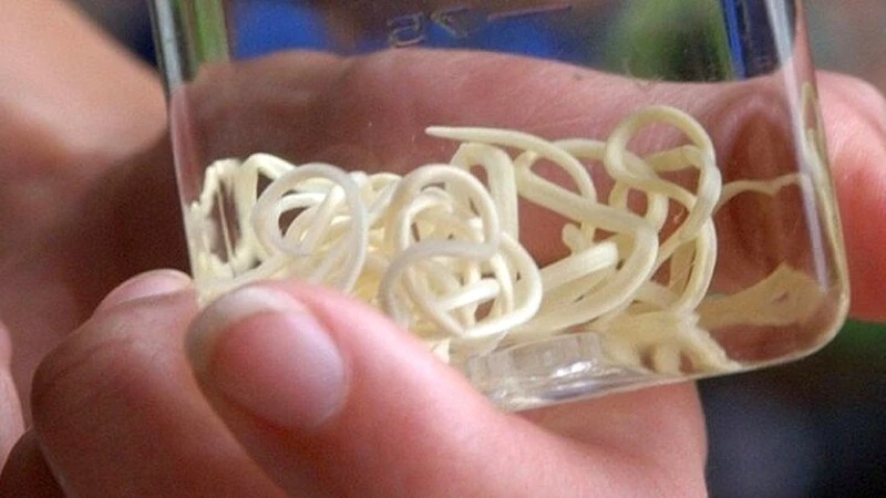 В пробах воды из Дальнего глистов не нашли