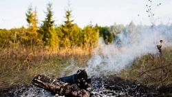 Более 200 единиц спецтехники выделили для тушения лесных пожаров в 2025 году на Сахалине