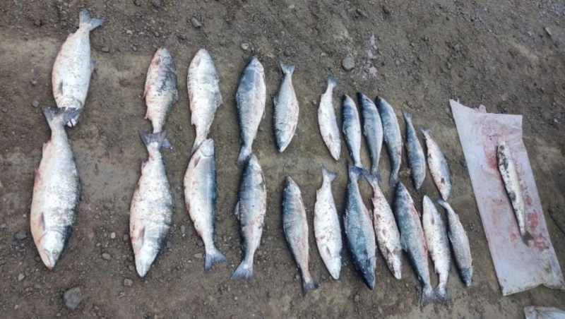 Полицейские задержали жителя Холмска за незаконный вылов симы и кунджи