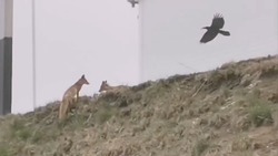 Видеофакт: ворона спугнула лисицу на Курилах размахом крыльев