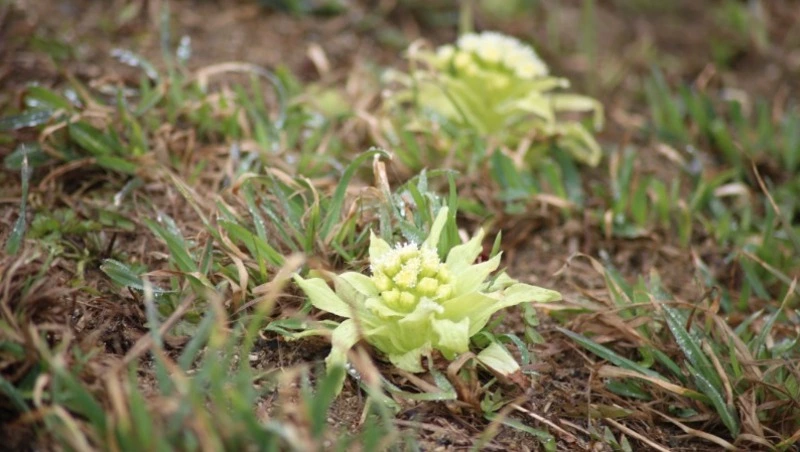 Дождь и сильный ветер накроют Сахалин и Курилы 25 апреля