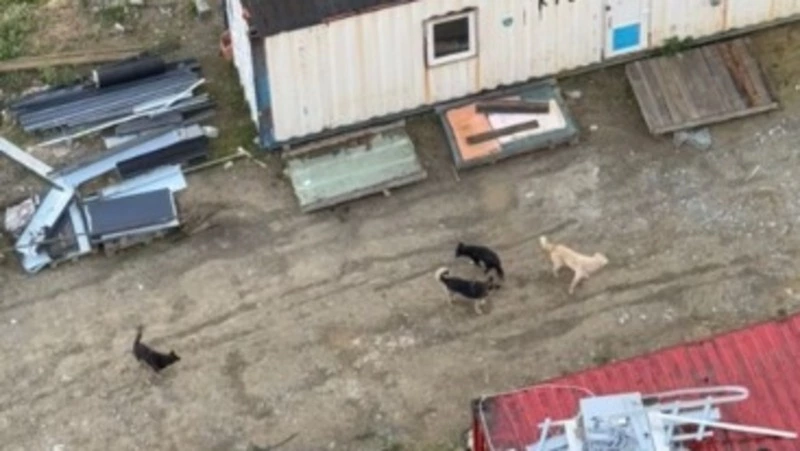 Стаю собак на территории недостроя обнаружили в Южно-Сахалинске