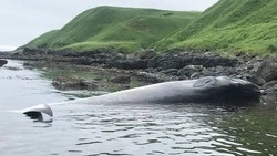 Мертвый кит, пропавший рыбак и ДТП с подростками: новости выходных в Сахалинской области