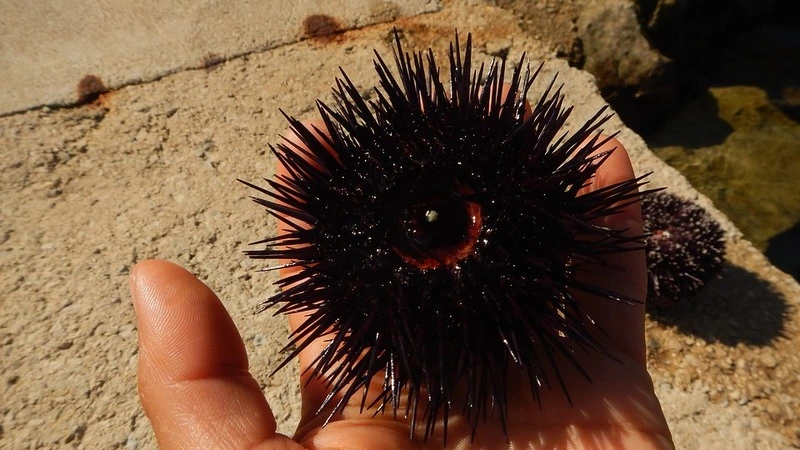 Ученые с материка прилетели на Курилы. Их волнует состояние морских ежей и косаток