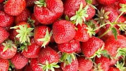 Более двух тонн клубники планирует собрать молодая семья фермеров на Сахалине