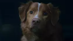 Пес Инди из фильма «Глазами пса» призвал выдавать «Оскар» животным-актерам