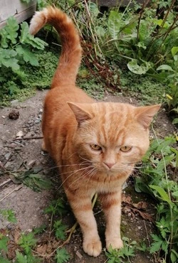 На юге Сахалина нашли кота, который живет в кузове машины      