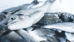 СК РФ обвинил ветврача в поддельных справках на продажу рыбы на Сахалине