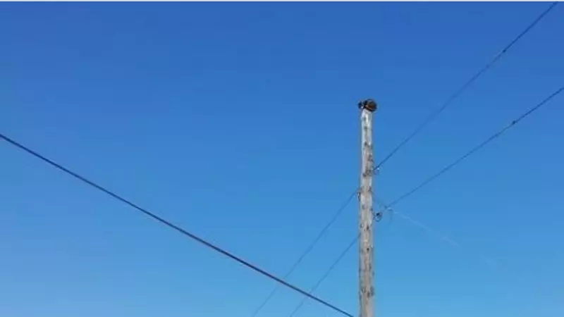 Добрые сахалинцы наняли автокран для спасения кота