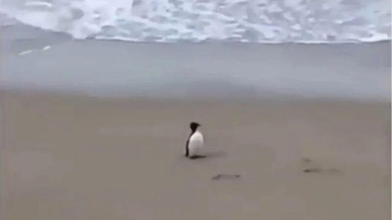 На Сахалине на берегу моря заметили «пингвиненка»