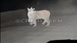 Мэрия не нашла подтверждений выхода рыси к людям в Ногликах