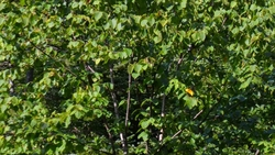 Редкие краснокнижные растения обнаружили на Курилах