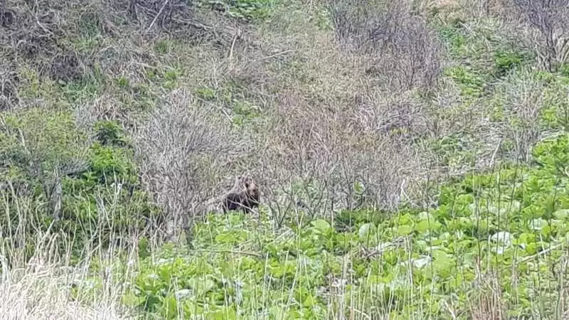 На Кунашире сахалинские рыбаки повстречались с медведем