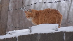В российских тюрьмах могут разрешить заводить котов для развития эмпатии у заключенных