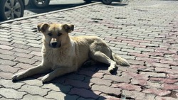 Пять бездомных собак отловили в часто посещаемых местах Южно-Сахалинска 4 сентября 